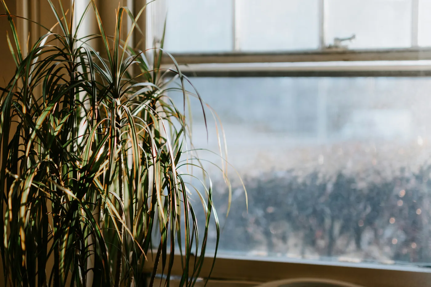 A dracaena by a window in low autumn sun, its leaf tips browning and some leaves hanging, the glass misted behind it.