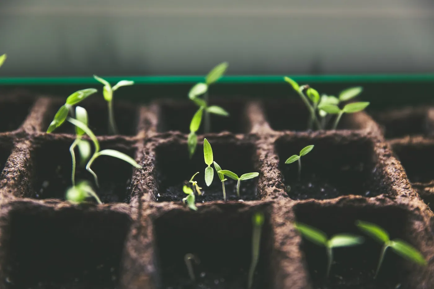 Seedlings in a tray of dark, damp compost, photographed close and low in soft daylight.