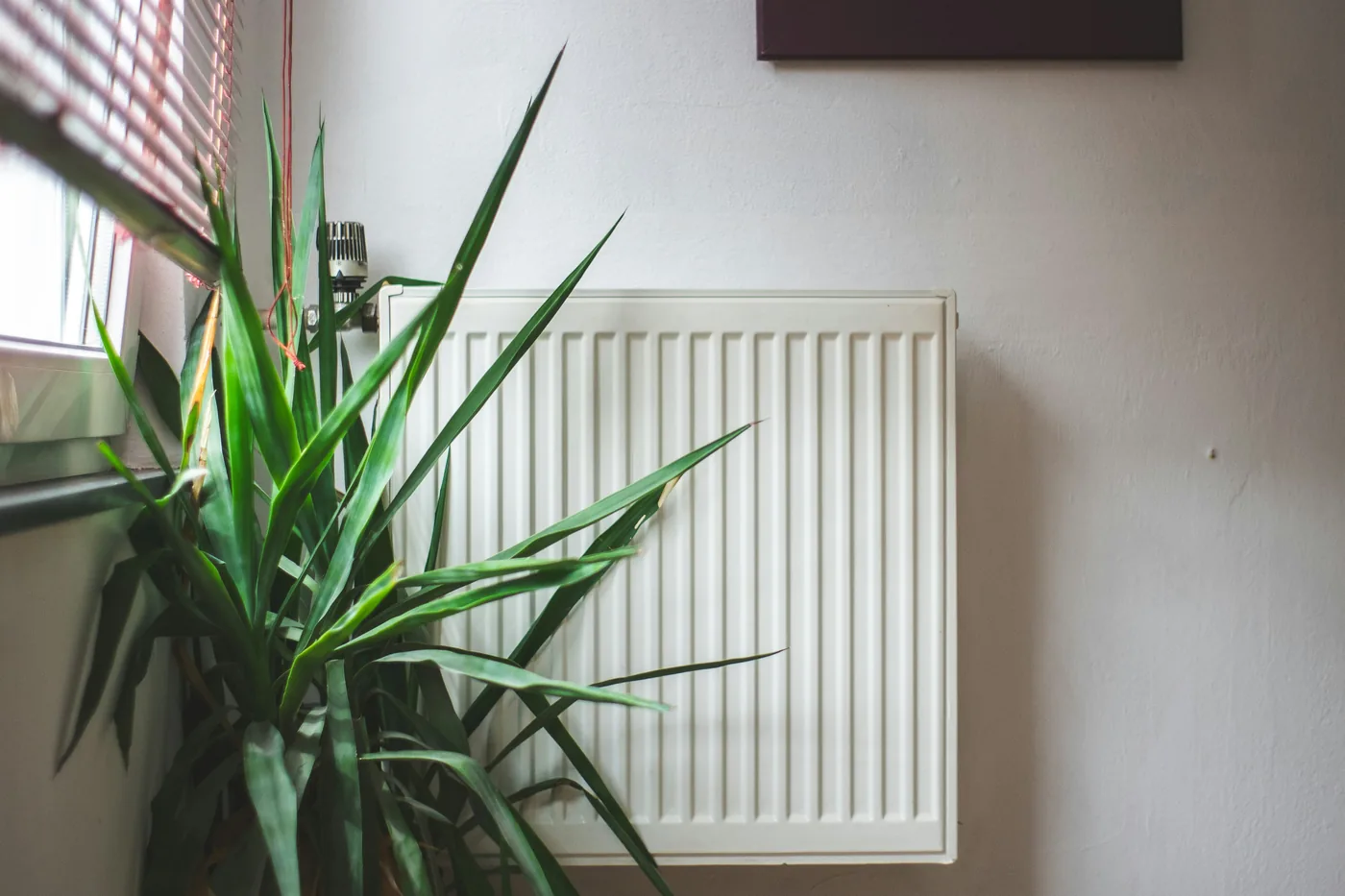 A yucca in a pot on the floor beside a white radiator under a window, in a plain room.