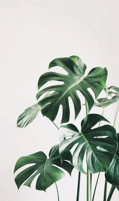 A Monstera deliciosa with yellowing lower leaves, photographed for a Check-up