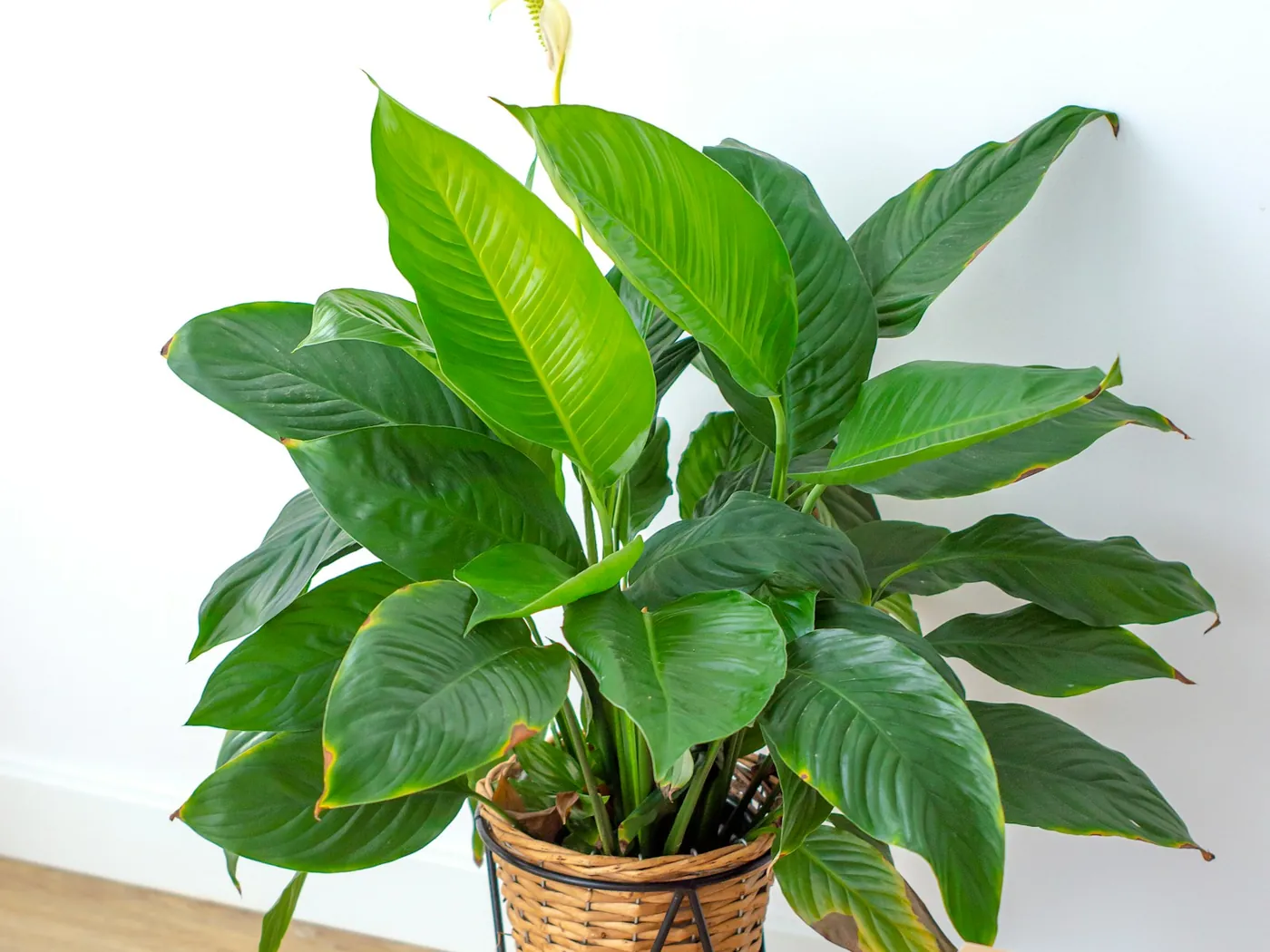 A peace lily in a wicker pot against a white wall. Several leaves have gone yellow and brown at the tips and along the edges.