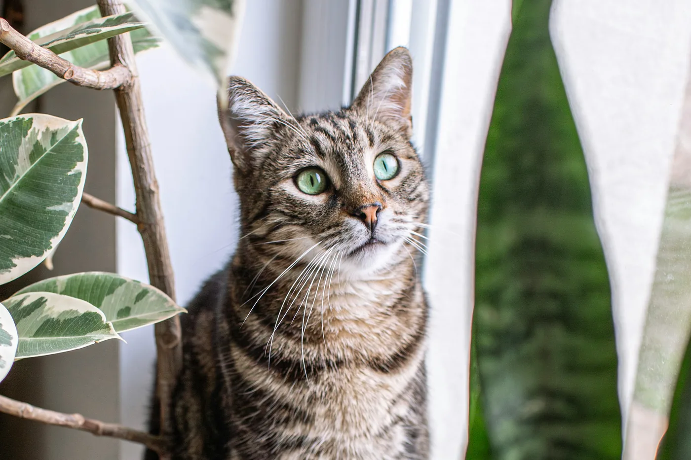 A tabby cat sitting in the pot of a snake plant by a window, leaves either side of its face.