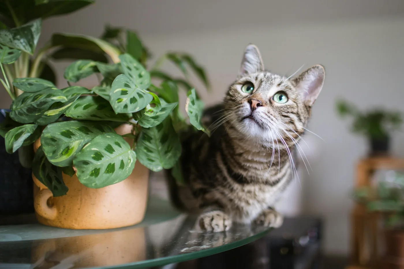 A tabby cat on a glass table looking up, beside a prayer plant in a terracotta pot.