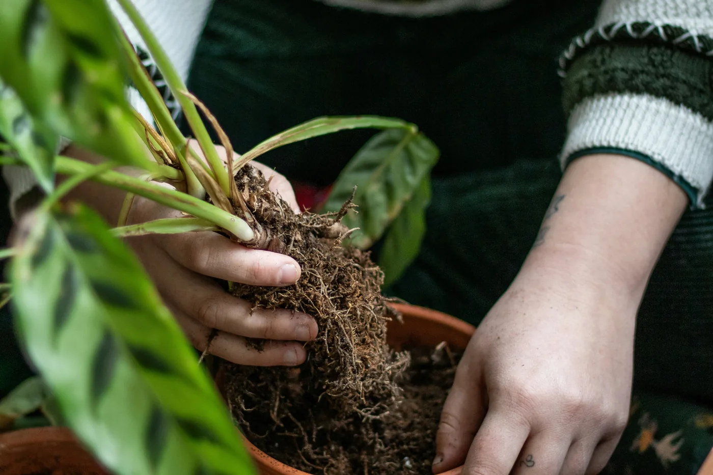 Two hands settling a calathea with a small root ball into a terracotta pot, with fresh compost on a table and other pots around.
