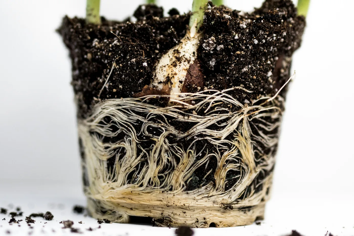 A houseplant lifted out of its pot, its root ball held against a white background: dark compost above and a dense mass of pale, firm roots below.
