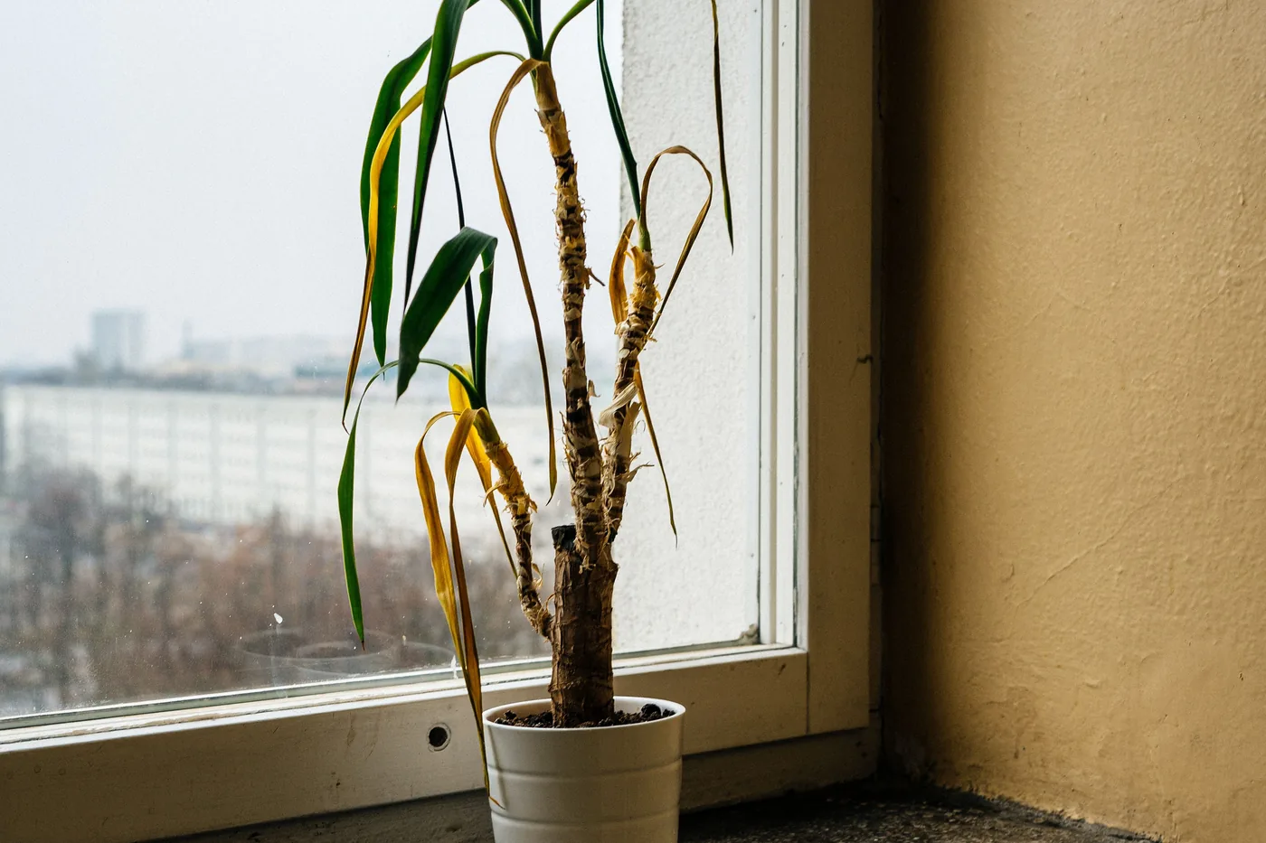 A dracaena in a white pot on a windowsill in a flat, its lower leaves yellowed and hanging, a city out of focus behind the glass.