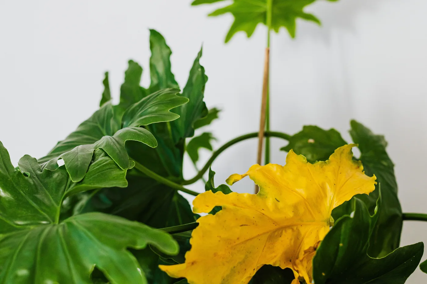 A philodendron indoors against a white wall, healthy and green, with one large leaf turned bright yellow.